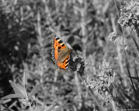 Black & White Butterfly