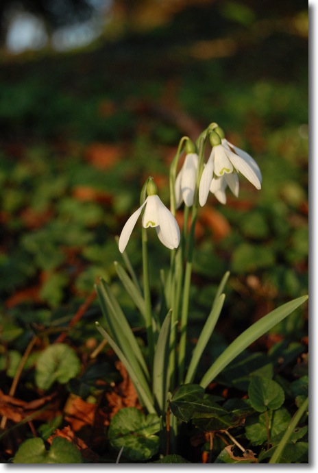 Snowdrops at F5.6