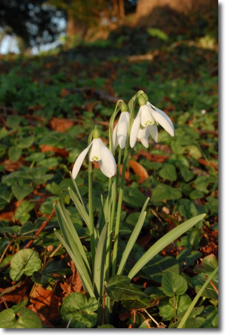 Snowdrops at F20