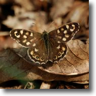 Brown Butterfly