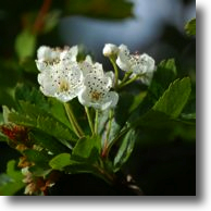 Hawthorn Blossoms