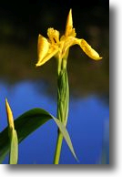 Bokeh example - Yellow Flag Lilly