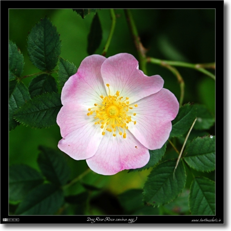 Dog Rose (Rosa canina agg.)