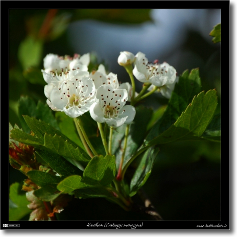 Hawthorn (Crataegus monogyna)