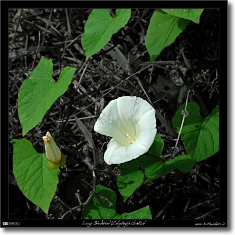 Large Bindweed (Calystegia silvatica)