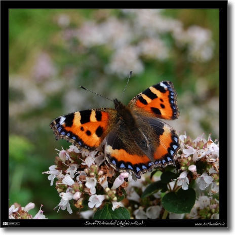 Small Tortoiseshell (Aglais urticae)