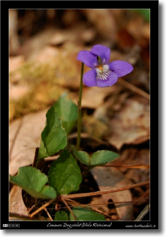 The Common Dog-violet (Viola Riviniana)