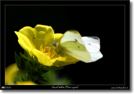 Small White (Pieris rapae)