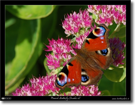 Peacock Butterfly (Inachis io)