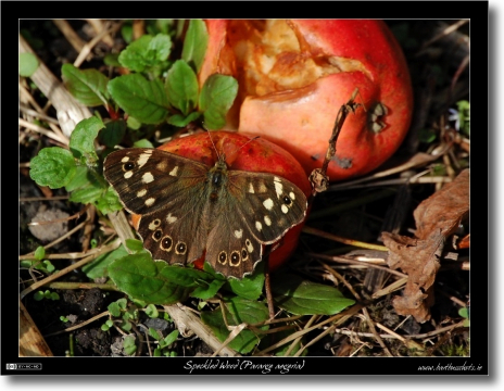 Autumn Butterfly