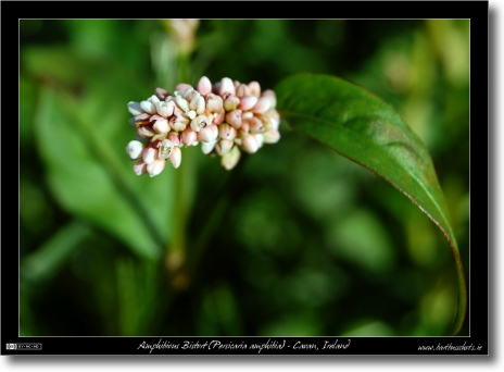 Amphibious Bistort (Persicaria amphibia)