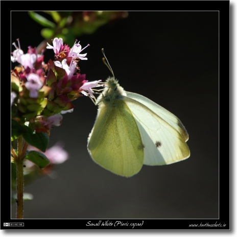 Back-lit Butterfly