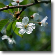 Cherry Blossom