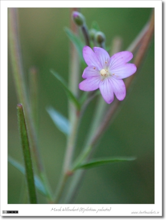 Marsh Willowherb (Epilobium palustre)