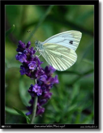 Green-Veined White on Lavender