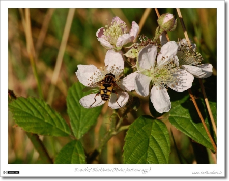 Wasp on Brambles