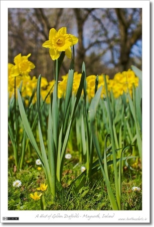 A Host of Golden Daffodils