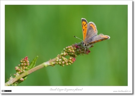 Small Copper (Lycaena phlaeas)