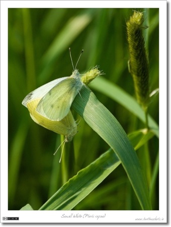 Small Whites (Pieris rapae)