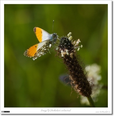 Orange Tip (Anthocharis cardamines)