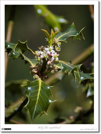 Holly in Bloom