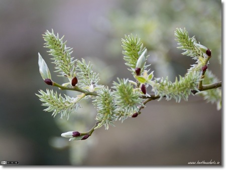 Grey Willow in Spring