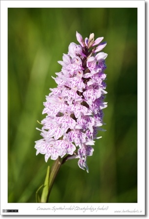 A Common Spotted-orchid