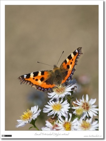 Small Tortoiseshell Butterfly