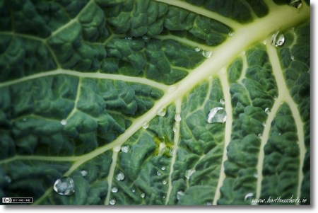 Cabbage Leaf