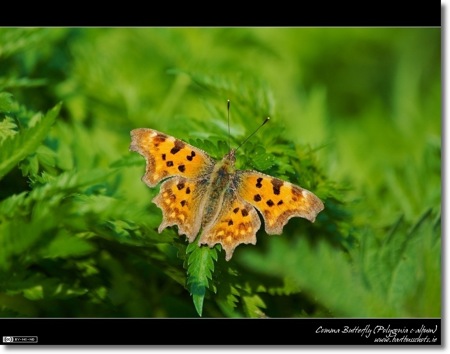 Comma Butterfly (Polygonia c-album)