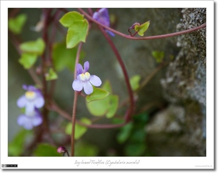 Ivy-leaved Toadflax