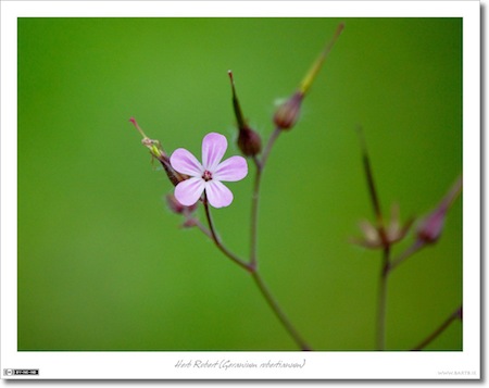 Herb Robert (Geranium robertianum)