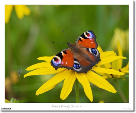 Peacock Butterfly (Inachis io)