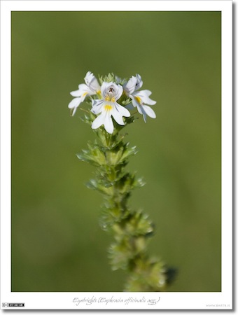 Eyebrights (Euphrasia officinalis agg.)