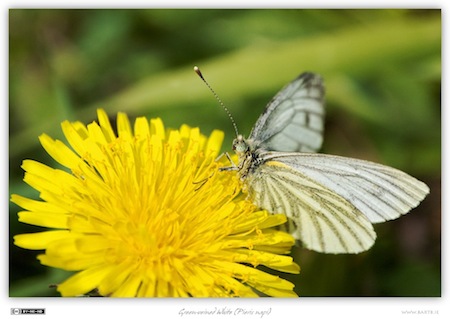  Green-veined White (Pieris napi)