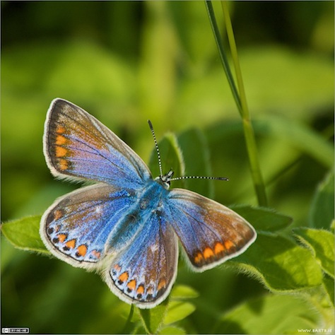 Common Blue Butterfly (Polyommatus icarus)