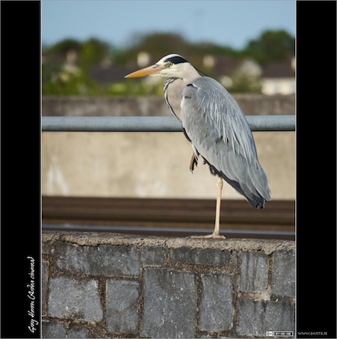 Grey Heron (Ardea cinerea)