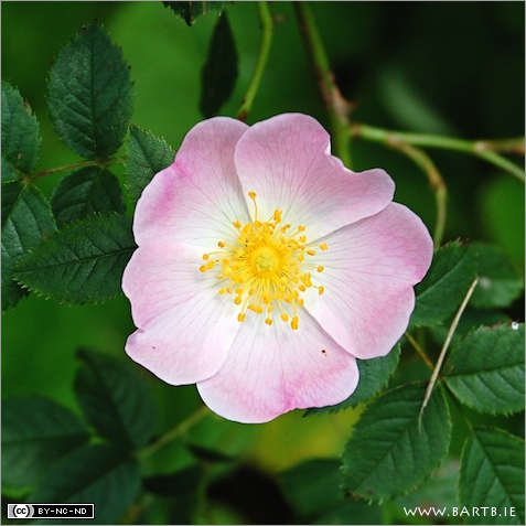 DogRose-SquareCrop.jpg