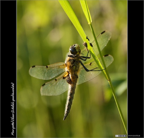 back-lit Four-spotted Chaser