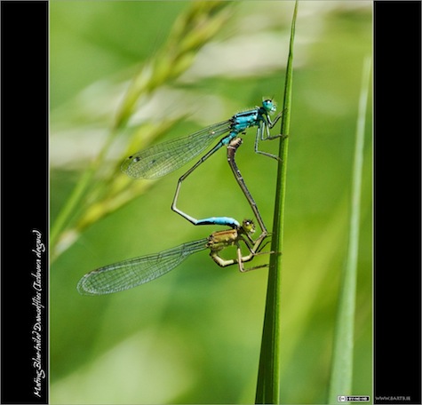 Mating Blue-tailed Damselflies