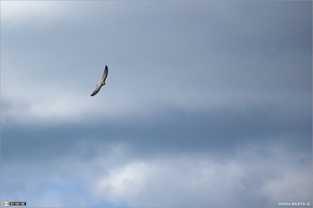 Bird in Flight