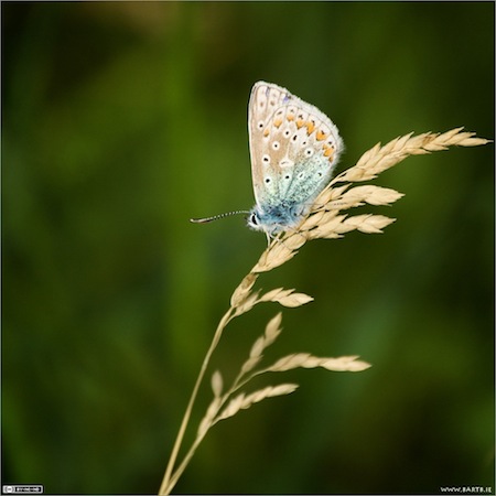 The Common Blue Butterfly