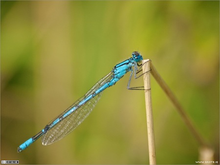 Common Blue Damselfly (Enallagma cyathigerum)