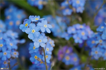 Forget-me-not