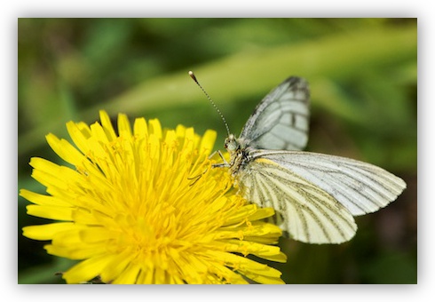 Green-veined White on Dandelion