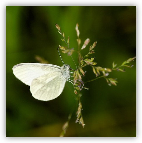 Wood White