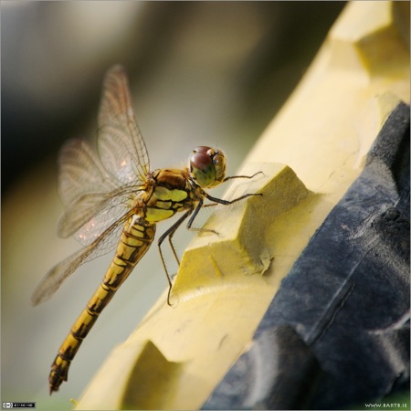 Common Darter