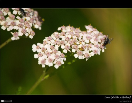 Yarrow (Achillea millefolium)