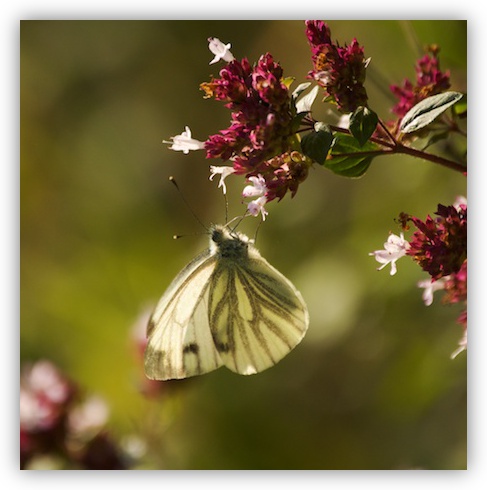 Backlit Green-veined White