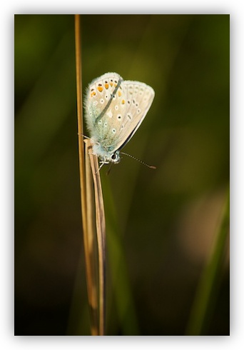 Common Blue Butterfly